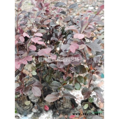 杭州供應紅葉石楠工程.H60—70cm。H80—100cm高。P30cm優質小毛球