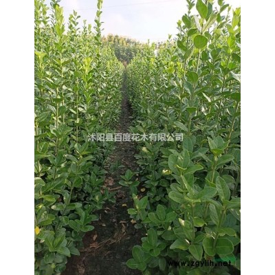 紅葉石楠米徑1-8公分，以及紅葉石楠小苗