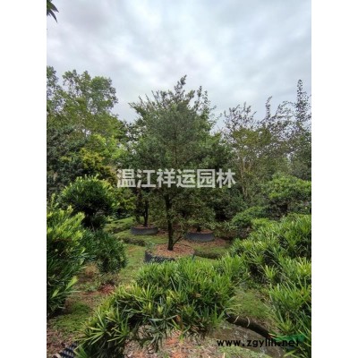 出售紅葉石楠樹(shù)、紅葉石楠柱