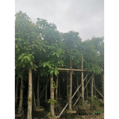 紅葉石楠 福建紅葉石楠 漳州紅葉石楠