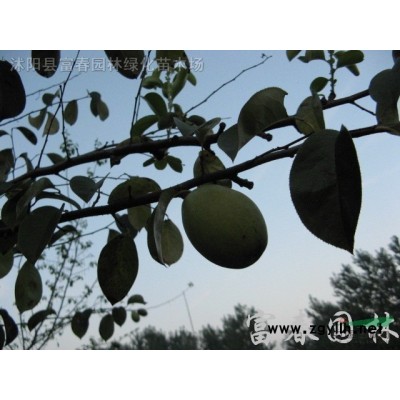 基地批發東北連翹苗 大小杯苗