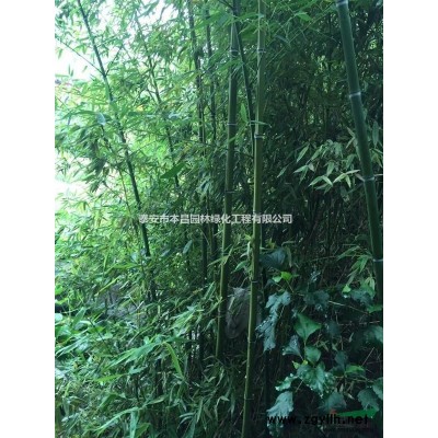 泰安紅葉石楠杯苗栽培技術(shù)