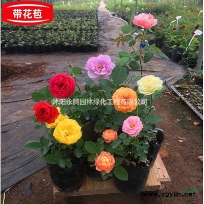 江蘇地區 紅葉石楠柱 80-350cm高  大量供應 價優