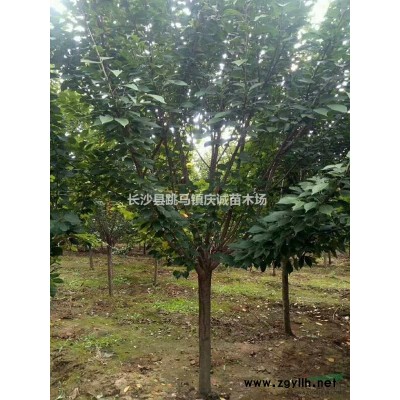 冬青柱子，珊瑚柱子，法國冬青柱子80至250公分高