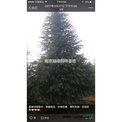 【供應(yīng)】南京紅葉石楠價(jià)格