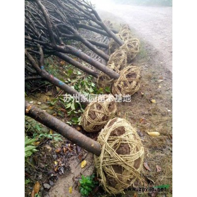 紅葉石楠樹，矮分枝紅葉石楠樹，精品苗