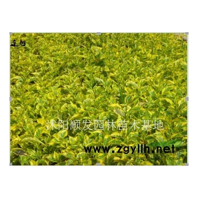 金森女貞行情報價-圖片展示-產地直銷-規格*