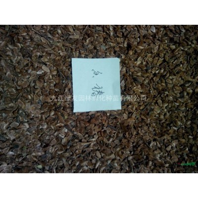 優品“法國冬青”種籽/九江“法國冬青”苗木/現貨供應