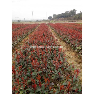 郴州紅葉石楠苗，湖南優(yōu)質(zhì)紅葉石楠小苗，紅葉石楠小苗價(jià)格