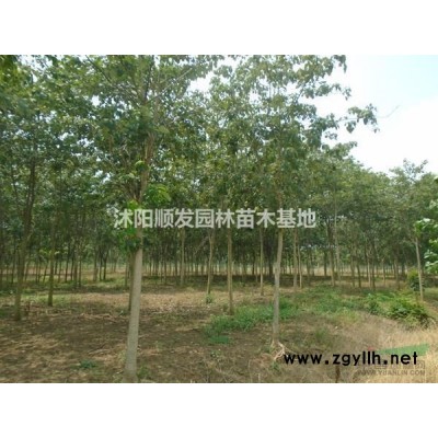 大小規格法國冬青5基地
