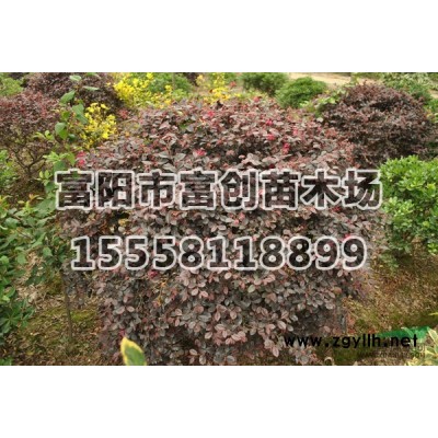 紅葉石楠球3報(bào)價(jià)/浙江紅葉石楠球3報(bào)價(jià)