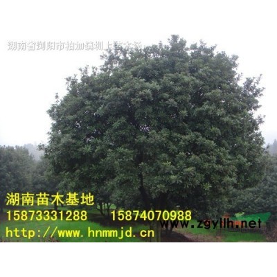 法國(guó)冬青-法國(guó)冬青價(jià)格-批發(fā)優(yōu)質(zhì)法國(guó)冬青-湖南法國(guó)冬青基地