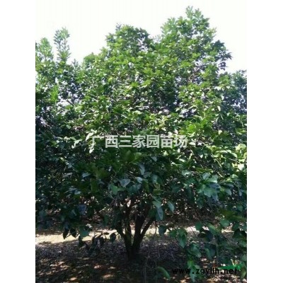 優(yōu)質(zhì)油茶苗 油茶芽苗