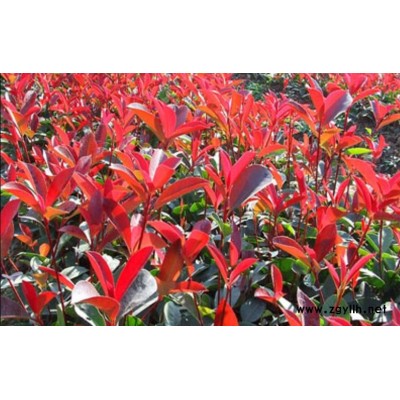 紅葉石楠