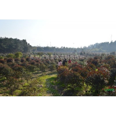 供應(yīng)紅葉石楠籬笆苗