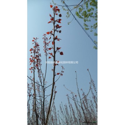 江蘇金邊黃楊價格 玉邊黃楊價格批發/供應
